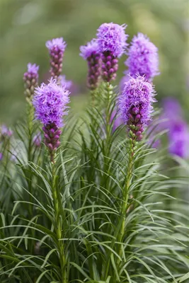 Produktbild von Liatris spicata, Prachtscharte, violett, ca. 9x9 cm Topf