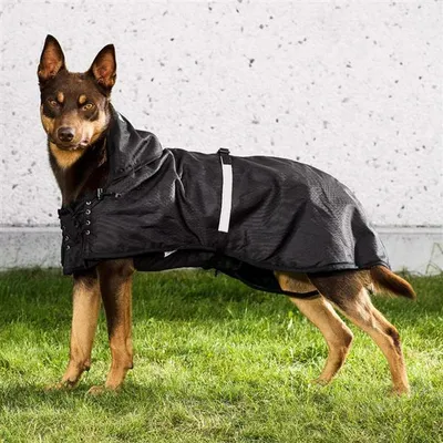 Produktbild von Back on Track Hunde Allwetterdecke gefüttert
