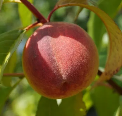 Produktbild von Pfirsich `Früher roter Ingelheimer´ - Pfirschbaum 120-140cm im 10 Liter Topf