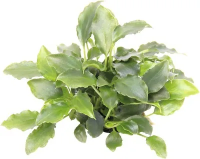 Produktbild von Schismatoglottis prietoi