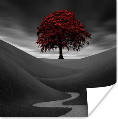 Produktbild von MuchoWow® Poster Schwarz-Weiß-Foto mit einem roten Baum 75x75 cm - Wand Dekoration