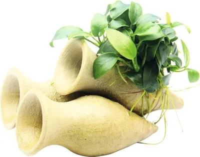 Produktbild von Garnelen Amphore mit Anubias Bonsai ca. 10 x 6 x 9 cm