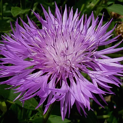 Produktbild von 6 x Kaukasus Flockenblume - Centaurea dealbata  | Topf 9cm x 9cm