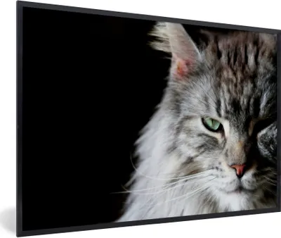 Produktbild von MuchoWow® Gerahmtes Poster Porträt einer graufarbigen Maine Coon Katze 90x60 cm - Poster mit Schwarzem Bilderrahmen Wandposter Rahmen Foto Bilder - Fotorahmen - Foto-Plakat