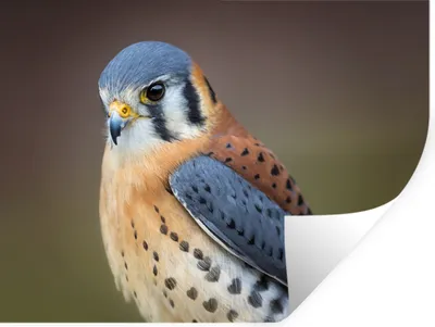 Produktbild von MuchoWow® - Aufkleber