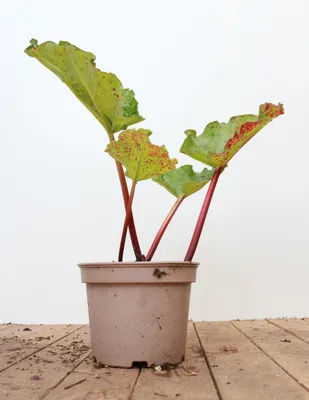 Produktbild von Rheum rhabarbarum 'Red Champagne', Rhabarber, rotstielig, 2-3 Liter Topf