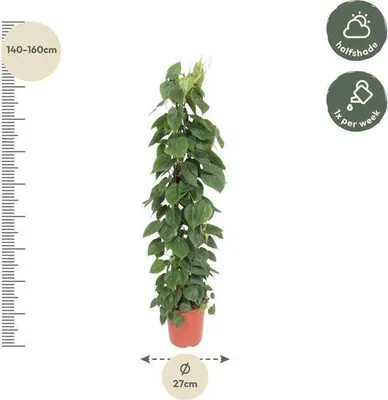 Image de Philodendron Scandens « Herzblatt » – Plante d'intérieur – 150 cm – Ø 27 cm – Plante grimpante tropicale aux feuilles en forme de cœur – Décoration