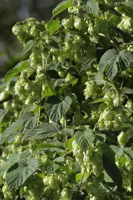 Produktbild von Hopfen - Bierhopfen - 20 Samen