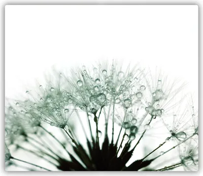Produktbild von Tulup Glas Herdabdeckplatte Glaskeramikkochfeld-Abdeckung Spritzschutz Glasabdeckplatte Kochplattenabdeckung und Schneidebrett - Einteilig - 60x52 cm Pusteblume Samen