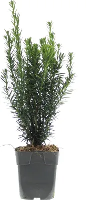 Produktbild von Einfassungseibe 'Hillii' ca. 25 cm - Becher-Eibe Taxus Media Hillii Bechereibe Heckenpflanze