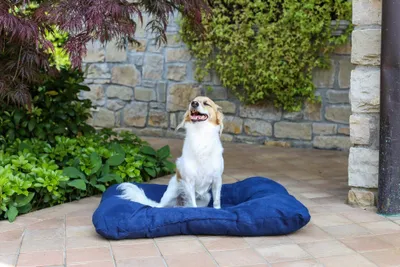 Image de Coussin rembourré pour chiens et chats, 77 x 60 cm