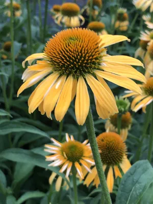 Immagine prodotto di 6 x Echinacea purp. 'Harvest Moon' - Sonnenhut in vaso 9x9 cm