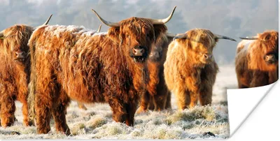 Produktbild von MuchoWow® Poster Schottische Highlander - Schnee - Wald 80x40 cm - Wanddeko