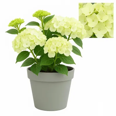 Immagine prodotto di Cuore esotico - Ortensia - Hydrangea Magical Nobless - Bianco - 6-10 fiori - vaso da 23 cm