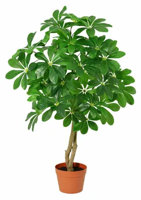 Zdjęcie produktu dla Sztuczna Schefflera arboricola 120cm w doniczce - realistyczna dekoracja w