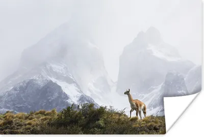 Produktbild von MuchoWow® Poster Lama - Schnee - Berge 30x20 cm - Plakate - Print