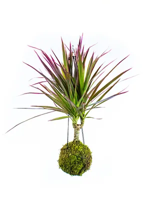 Obrázek produktu pro Gardners Kokedama Dracaena marginata Bicolor (S)