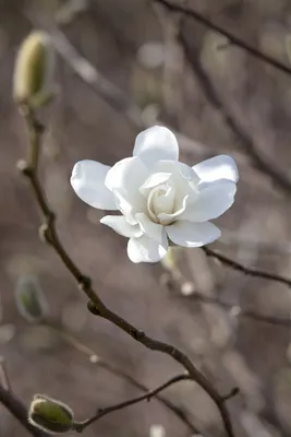 Produktbild von Magnolia loebneri 'Merrill', Loebner-Magnolie, weiß, 80–100 cm