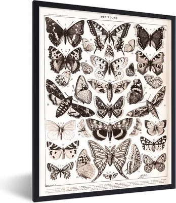 Produktbild von MuchoWow® Gerahmtes Poster Schmetterling - Tiere - Schwarz - Weiß 60x80 cm - Poster mit Schwarzem Bilderrahmen Wandposter Rahmen Foto Bilder - Premium - Wanddeko Wohnzimmer