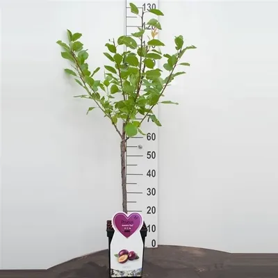 Produktbild von Prunus domestica 'The Czar' 100-120 cm Pflaumenbaum  Obst Pflaume