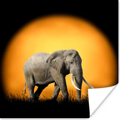 Produktbild von MuchoWow® Poster Elefant - Sonne - Zähne 75x75 cm - Wand Dekoration
