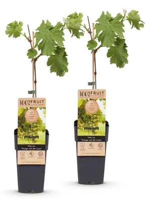 Image de Green boutiQ - Arbre fruitier - Vitis vinifera Vroege van der Laan - Vigne - Résistante au froid - Raisin blanc - 2 plants - Pot de 15 cm - Hauteur 50 cm