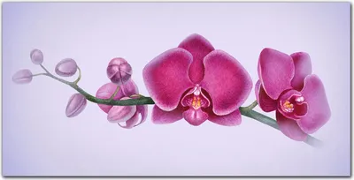 Produktbild von Coloray Bild aus Leinwand 120x60 Leinwand Dekoration - Aquarell Orchideenblüte Zweig