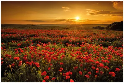 Produktbild von Wallario Premium Glasbild, freischwebende Optik, kräftige Farben, Größe 90 x 60 cm Motiv Mohnblumenwiese bei Sonnenuntergang am Abend