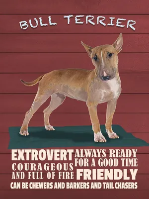 Produktbild von vianmo Holzschild 40x30 cm Bullterrier Hund always ready