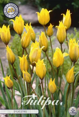 Artikelbild 2 von 'Tulpe Sylvestris (10 Stück)' aus der Kategorie Tulpenzwiebeln