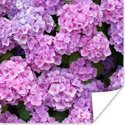 Produktbild von MuchoWow® Poster Blumen - Hortensie - Strauch - Rosa - Blütenblätter 50x50 cm - Wohnzimmerdekoration
