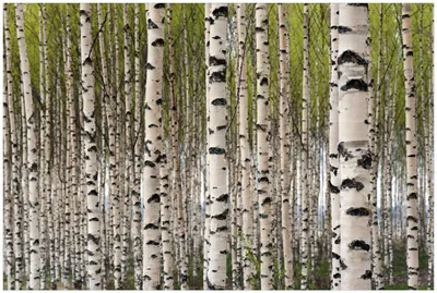 Produktbild von Wallario Premium Glasbild, freischwebende Optik, kräftige Farben, Größe 90 x 60 cm Motiv Birkenwald - Baumstämme in schwarz weiß
