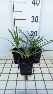 Obrázok produktu pre Agapanthus 'Lilliput' - Agapantus 'Lilliput' | Kvetináč 9x9 cm
