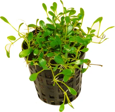 Produktbild von 1 Topf Australisches Zungenblatt (Glossostigma elatinoides)