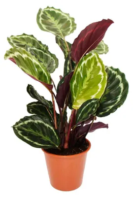 Produktbild von XXL-Schattenpflanze mit ausgefallenem Blattmuster Calathea roseapicta Medaillon 19cm Topf ca. 70-80cm hoch