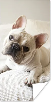 Produktbild von MuchoWow® Poster Französische Bulldogge - Bank - Vorleger 40x80 cm - Dekoration