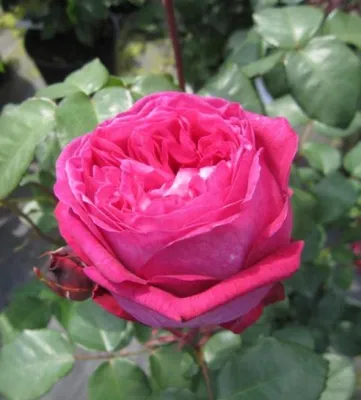 Produktbild von Rosa Freifrau Caroline ® - Beetrose - Parfuma Rose - Kordes Rose - ADR Rose