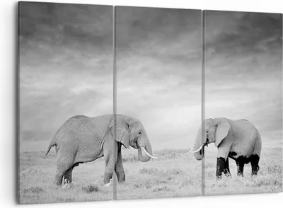 Produktbild von Bild auf Leinwand - Leinwandbild - 3 Teile - Elefanten Schwarzweiß Safari - 105x70cm - Wand Bild - Wanddeko - Wandbilder - Leinwanddruck - Bilder - Wanddekoration - Leinwand bilder - CE105x70-4186