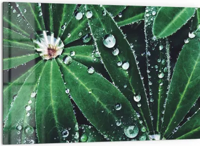 Produktbild von DEQORI Küchenrückwand Glas 60x40 cm 'Wasserperlenverzierung' Spritzschutz Bad Rückwand