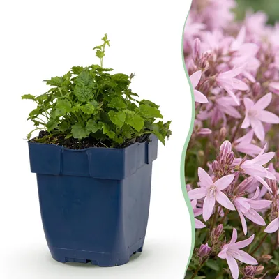 Produktbild von Green boutiQ - Stauden - Campanula posch. Lisduggan Sorte - Pfirsichblattglockenblume - Bodendecker - Weiß - 3 Pflanzen - Topf 11cm - Höhe 15-25cm