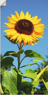 Produktbild von ARTland Wandbild, selbstklebend Große Sonnenblume Größe: 20x40 cm