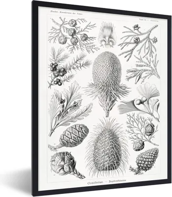 Produktbild von MuchoWow® Gerahmtes Poster Koniferen - Ernst Haeckel - Kunst - Retro - Illustration - Natur 30x40 cm - Poster mit Schwarzem Bilderrahmen Wandposter Rahmen Foto Bilder - Wanddeko - Kunstdrucke