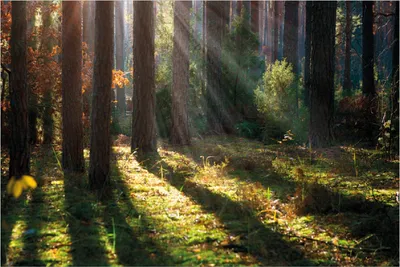 Produktbild von Wallario Poster - Sonnenstrahlen im Herbstwald, Kunstdruck Größe: 61 x 91,50 cm