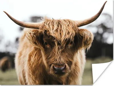 Produktbild von MuchoWow® Poster Schottischer Highlander - Kuh - Gras - Tiere - Natur 120x90 cm - Wandbild