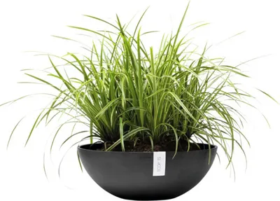 Obrázek produktu pro Ecopots Vienna 50, Květináč, Volně stojící, Tmavě šedá, Kulatý, Venkovní, Jednobarevný