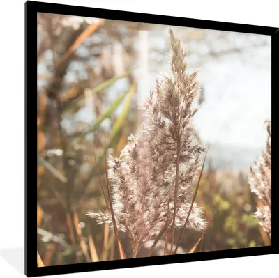 Produktbild von MuchoWow® Gerahmtes Poster Schilf - Sonne - Pflanze 40x40 cm - Poster mit Schwarzem Bilderrahmen Wandposter Rahmen Foto Bilder - Mit Rahmen - Wanddekoration Schlafzimmer