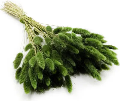 Produktbild von Getrocknete Hasenschwanzgras - (Lagurus) - Dunkelgrün