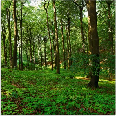 Produktbild von ARTland Glasbild Panorama von einem grünen Sommerwald Größe: 30x30 cm