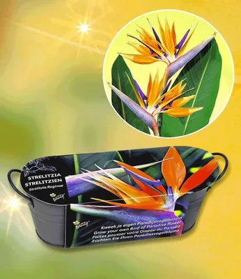 Produktbild von Buzzy 'Strelitzie', 1 Komplett-Set