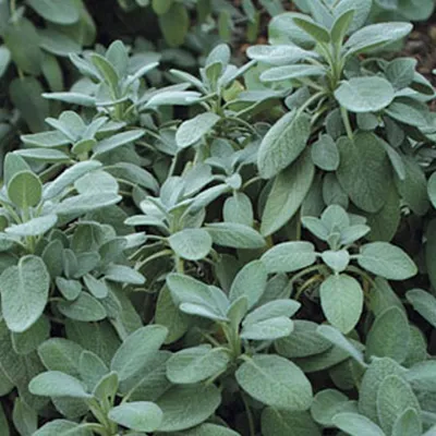Image de 6 x sauge  - Salvia officinalis « Berggarten »  | Pot 9 cm x 9 cm